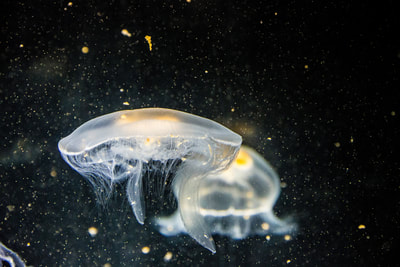 science-biology-jellyfish